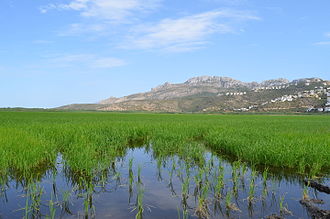 cultivo arroz Pego